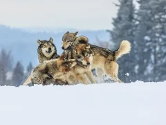 Grey wolves playing, in Finland