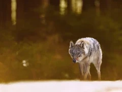 A grey wolf in Finland