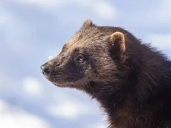 A wolverine in Finland