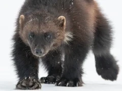 A wolverine in Finland