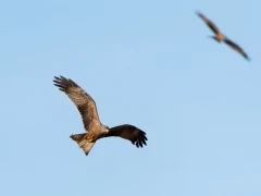 Black kite in France.
