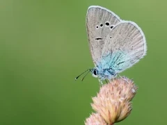 Large blue butterfly in France.