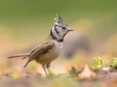 Crested tit in France.