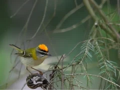 Firecrest in France.