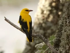 Golden oriole in France.