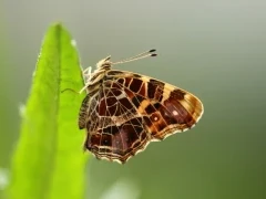 Map butterfly in France.