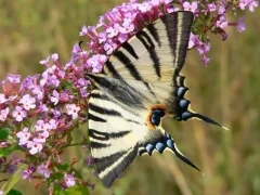 Scarce swallowtail in France.