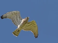 Short-toed eagle with snake in France.