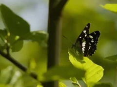 Southern white admiral in France.
