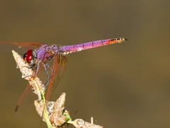 Violet dropwing in France.