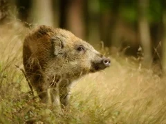 Wild boar in France.