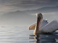 Dalmatian pelican on Lake Kerkini, Greece.