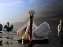 Dalmatian pelican on Lake Kerkini, Greece.
