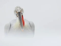 Dalmatian pelican on Lake Kerkini, Greece.