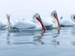 Dalmatian pelican on Lake Kerkini, Greece.