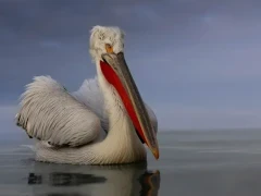 Dalmatian pelican on Lake Kerkini, Greece.