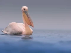 Great white pelican on Lake Kerkini, Greece.