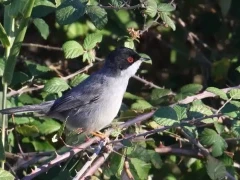 Eurasian blackcap