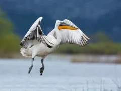 Dalmatian pelican in Lake Skadar, Montenegro