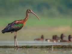 Glossy ibis