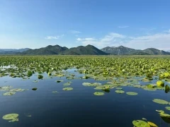 Lake Skadar in Montenegro.