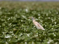 Squacco heron