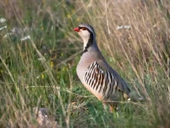 Rock partridge