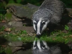 Badger taking a drink from the pool, Edotopia Nature Reserve, Netherlands.