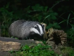 Badger wandering towards the pool, Edotopia Nature Reserve, Netherlands.