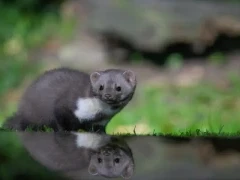 Reflection of beech marten looking at the camera, Edotopia Nature Reserve, Netherlands.