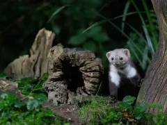 Beech marten peeking out from some wood, in Edotopia Nature Reserve, Netherlands.