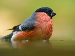 A vibrant image of a bullfinch.