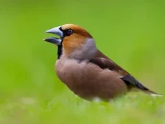 Hawfinch mid-song, Edotopia Nature Reserve, Netherlands.