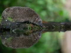 Hedghog leaning down to the pool for some water, in the Netherlands.