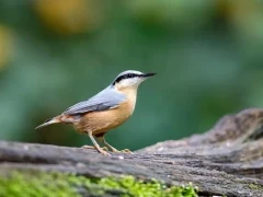 Image of a nuthatch at Edotopia Nature Reserve, Netherlands.