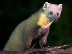 Image of a pine marten in Edotopia Nature Reserve, Netherlands.