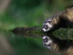 Polecat leaning into view from the hide, Edotopia Nature Reserve, Netherlands.
