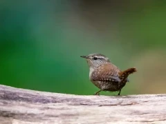 Wren perched on a log, Netherlands.