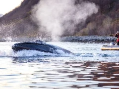Humpback whale & Zodiac in Norway.