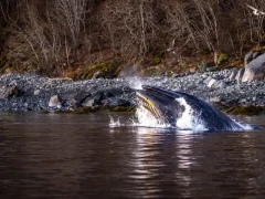 Humpback whale in Norway.
