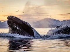 Humpback whale in Norway.