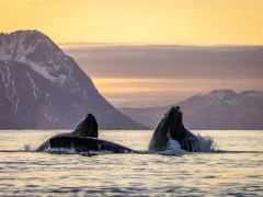 Humpback whale in Norway.