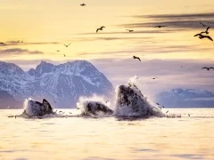 Humpback whale in Norway.
