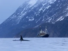 Orca & Stockholm vessel in Norway.