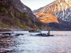 Orca & Zodiac in Norway.