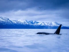 Orca in Norway.