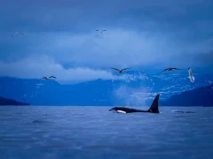 Orca in Norway.