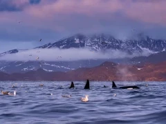 Orca in Norway.