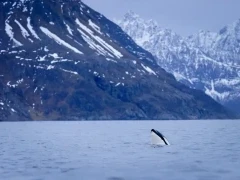 Orca in Norway.