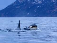 Orca in Norway.